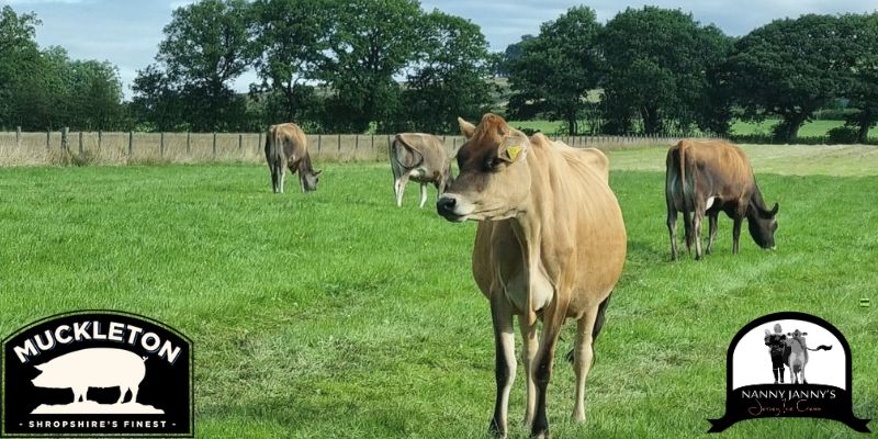 Muckleton Meats Farm Tour