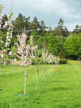 Orchard Tour with Cider & Charcuterie Tasting - Sunday 1 May