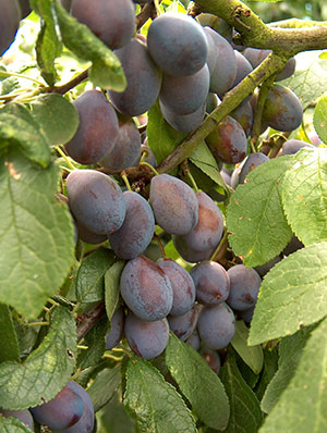 The Shropshire Prune